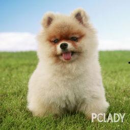 博美爆料新闻事件真相视频,揭秘新闻事件背后真相  第2张