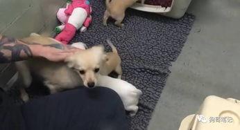 狗狗救助站爆料视频,感人视频揭露救助站真实面貌  第3张