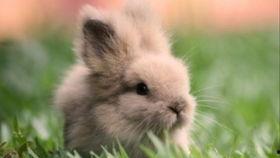 娱乐吃瓜兔子,揭秘娱乐圈那些不为人知的幕后故事  第2张